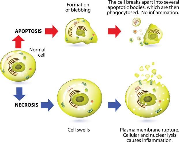 When the Simcell Membrane in the Cell o Scope: Observing Dynamic Cellular Changes