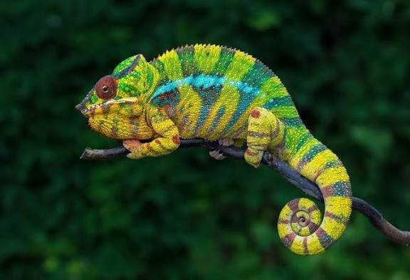 How Long Do Chameleons Live? Understanding Their Lifespan and Care